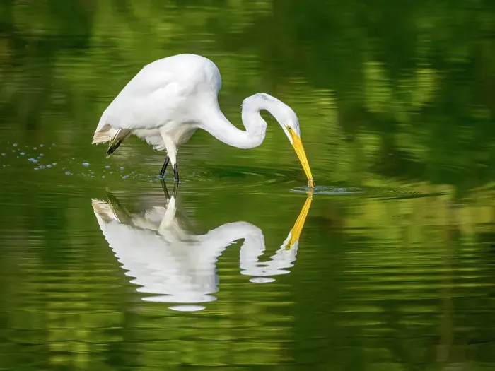 Framed Print : Great Egret (Ardea alba), High Park, Toronto, Ontario