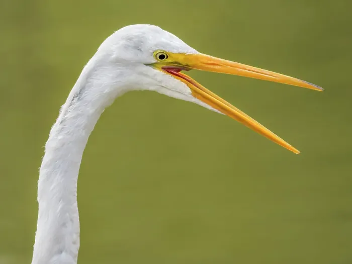 Framed Print : Great Egret (Ardea alba), High Park, Toronto, Ontario Framed Print : Great Egret (Ardea alba), High Park, Toronto, Ontario