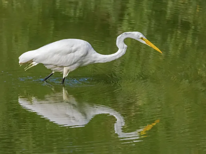 Framed Print : Great Egret (Ardea alba), High Park, Toronto, Ontario, Canada