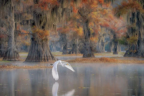 great egret (Ardea alba), also known as the common egret, large egret, great white egret or great white heron in Lake Caddo, Texas, USA