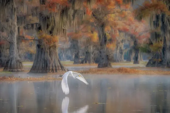 Framed Print : great egret (Ardea alba), also known as the common egret, large egret, great white egret or great white heron in Lake Caddo, Texas, USA Framed Print : great egret (Ardea alba), also known as the common egret, large egret, great white egret or great white heron in Lake Caddo, Texas, USA