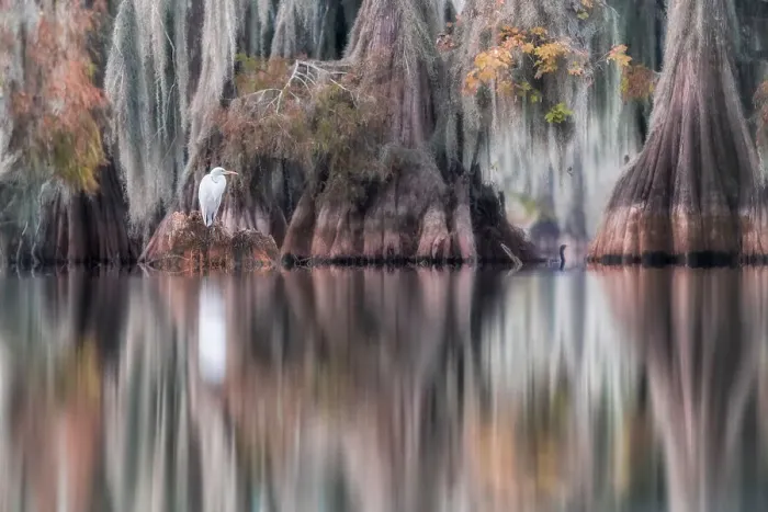 Framed Print : Great egret (Ardea alba), also known as the common egret or great white heron in Lake Martin, Louisiana, USA Framed Print : Great egret (Ardea alba), also known as the common egret or great white heron in Lake Martin, Louisiana, USA