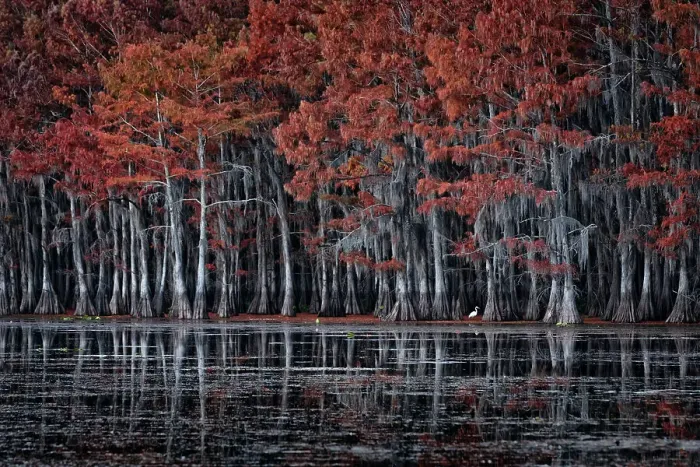 Framed Print : Great egret (Ardea alba) in Lake Caddo in Autumn, along the border between Texas and Louisiana, USA Framed Print : Great egret (Ardea alba) in Lake Caddo in Autumn, along the border between Texas and Louisiana, USA