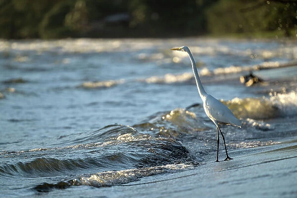 Great Egret (Ardea alba), San Fernando Beach, Ometepe Island, Rivas State, Nicaragua, Central America