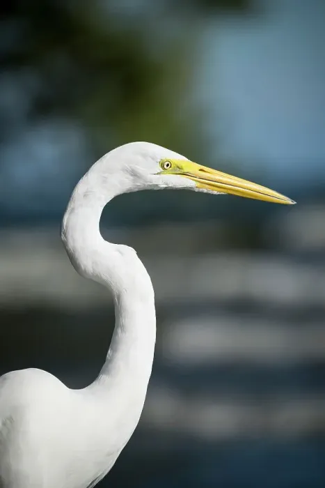 Framed Print : Great Egret (Ardea alba), San Fernando Beach, Ometepe Island, Rivas State, Nicaragua, Central America Framed Print : Great Egret (Ardea alba), San Fernando Beach, Ometepe Island, Rivas State, Nicaragua, Central America