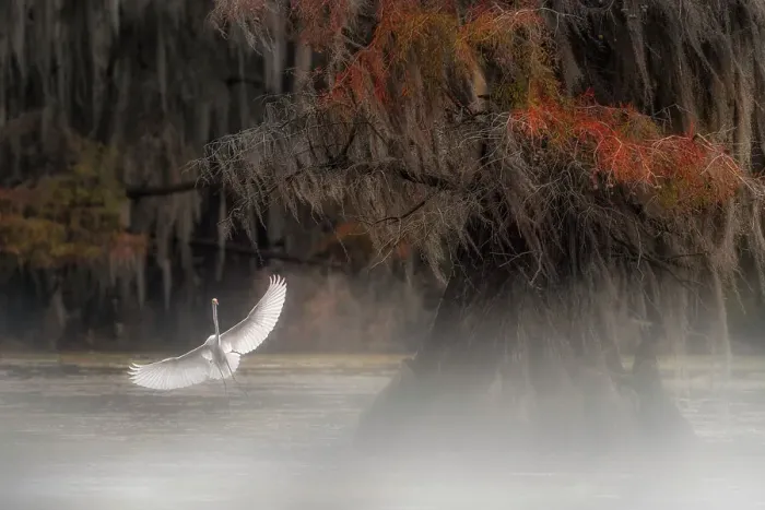 Framed Print : Great egret in Caddo Lake, Texas, USA