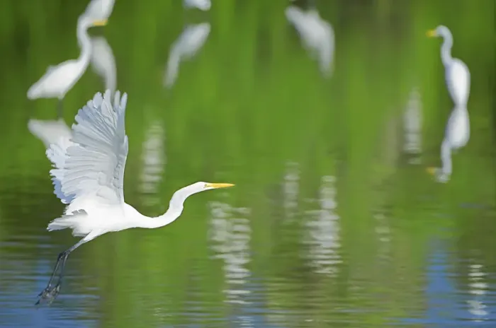 Framed Print : Great Egret on flight, Sanibel Island, JN Ding Darling National Wildlife Refuge, Florida Framed Print : Great Egret on flight, Sanibel Island, JN Ding Darling National Wildlife Refuge, Florida