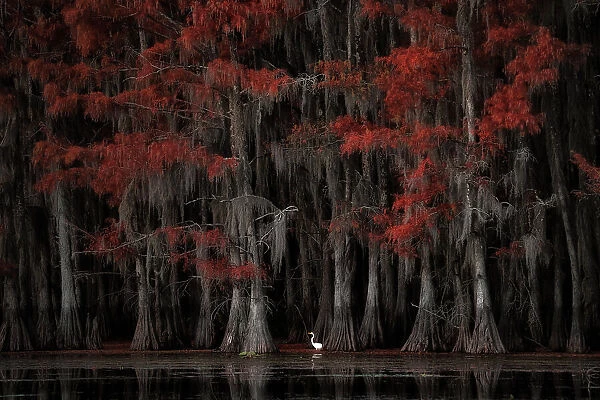 Great egret in Lake Caddo in Autumn, Texas, USA