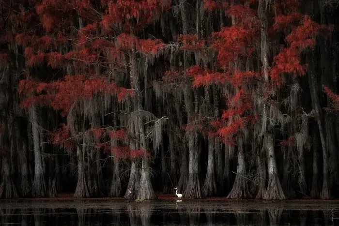 Framed Print : Great egret in Lake Caddo in Autumn, Texas, USA