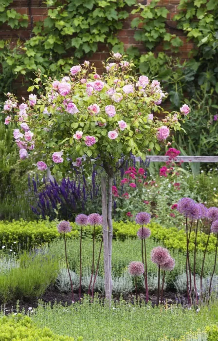 Framed Print : The Great Garden of the Shakespeare New Place, Stratford-upon-Avon, Warwickshire, England