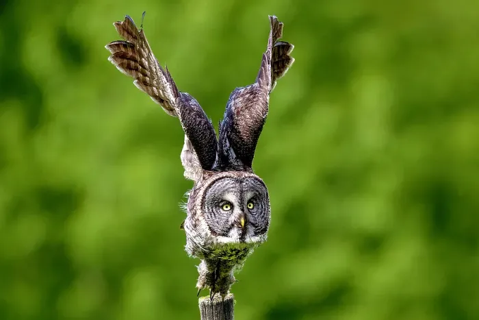 Framed Print : A great gray owl in flight during summer in Alberta, Canada Framed Print : A great gray owl in flight during summer in Alberta, Canada