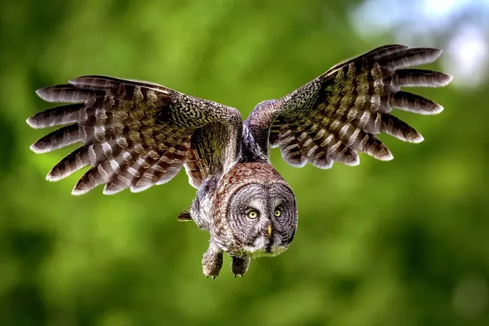Framed Print : A great gray owl in flight during summer in Alberta, Canada Framed Print : A great gray owl in flight during summer in Alberta, Canada