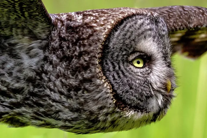 Framed Print : A great gray owl in flight during summer in Alberta, Canada Framed Print : A great gray owl in flight during summer in Alberta, Canada
