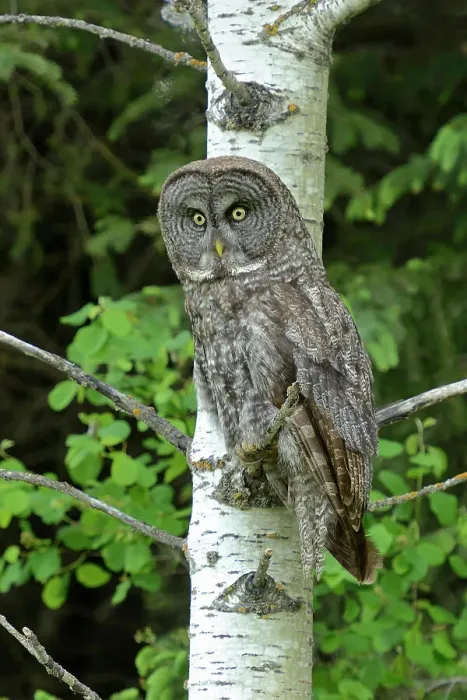 Framed Print : Great gray owl in large aspen tree Riding Mountain National Park, Manitoba, Canada