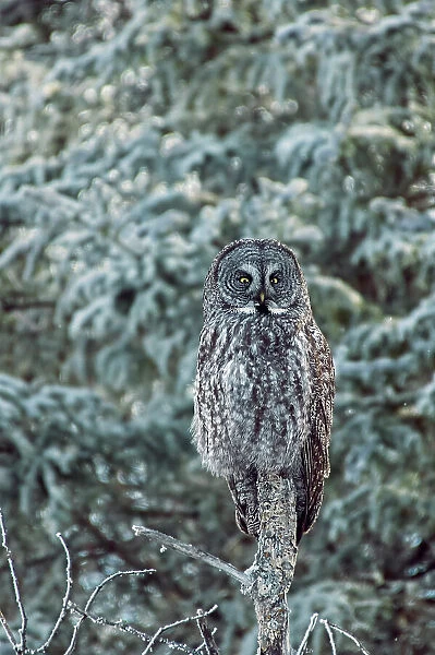Great gray owl (Strix nebulosa). Belair Provincial Forest, Manitoba, Canada