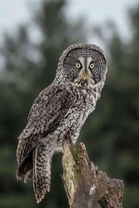 Framed Print : Great Gray Owl (Strix nebulosa) - captive, Ontario, Canada Framed Print : Great Gray Owl (Strix nebulosa) - captive, Ontario, Canada