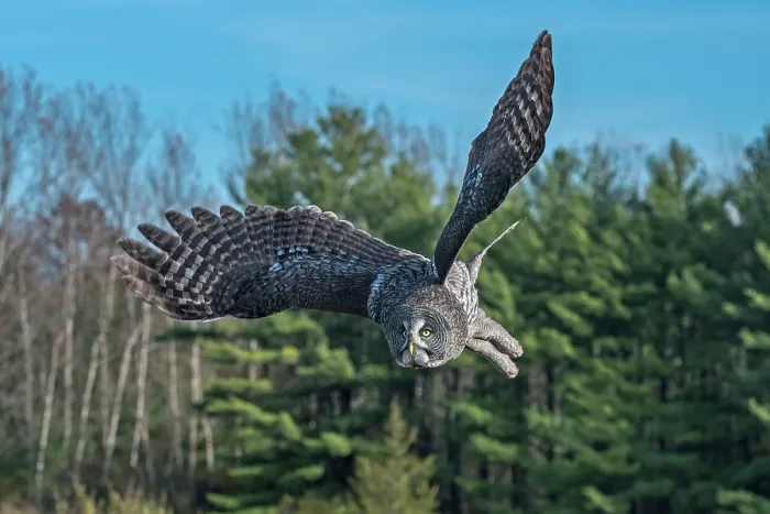 Framed Print : Great Gray Owl (Strix nebulosa) - captive bred Framed Print : Great Gray Owl (Strix nebulosa) - captive bred