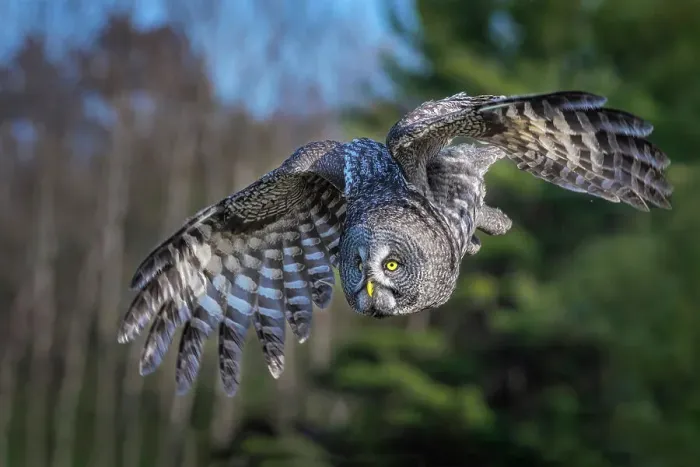 Framed Print : Great Gray Owl (Strix nebulosa) in flight - captive bred, Ontario, Canada Framed Print : Great Gray Owl (Strix nebulosa) in flight - captive bred, Ontario, Canada