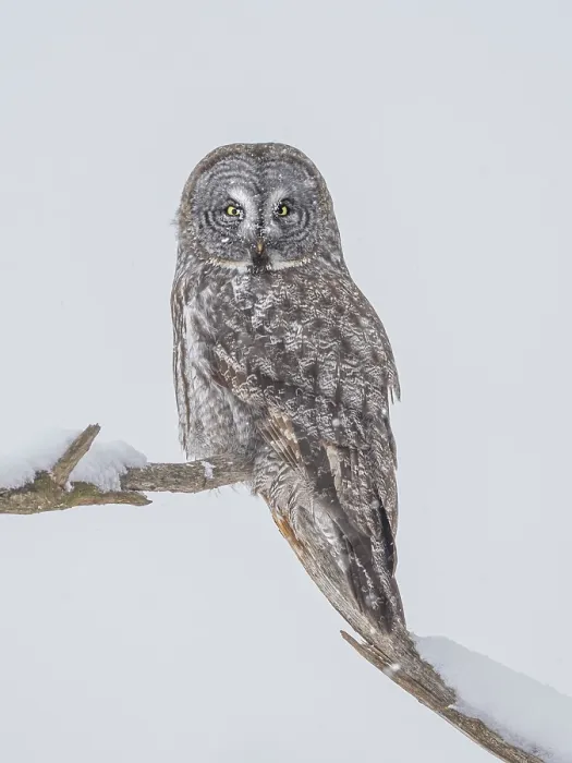 Framed Print : Great Gray Owl (Strix nebulosa) in winter, Midland, Ontario, Canada