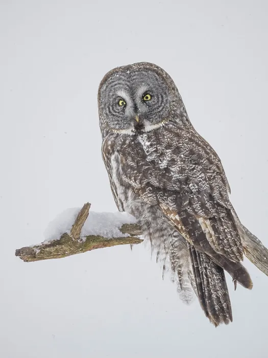 Framed Print : Great Gray Owl (Strix nebulosa) in winter, Midland, Ontario, Canada Framed Print : Great Gray Owl (Strix nebulosa) in winter, Midland, Ontario, Canada