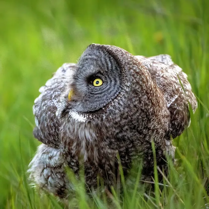 Framed Print : A great gray owl in the summer perhced in the grassy field in Alberta, Canada Framed Print : A great gray owl in the summer perhced in the grassy field in Alberta, Canada