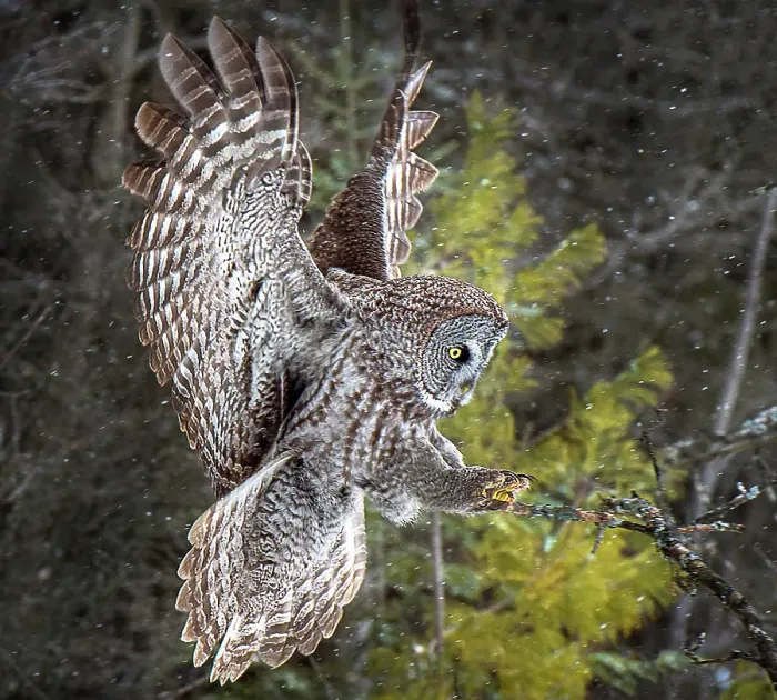Framed Print : A great grey owl in flight ready to land on a tree in the winter in Ontario, Canada Framed Print : A great grey owl in flight ready to land on a tree in the winter in Ontario, Canada