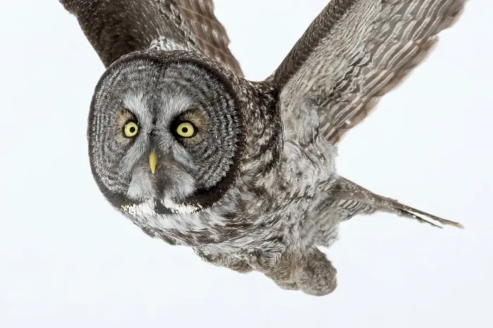 Framed Print : A great grey owl in flight in the winter in Quebec, Canada Framed Print : A great grey owl in flight in the winter in Quebec, Canada