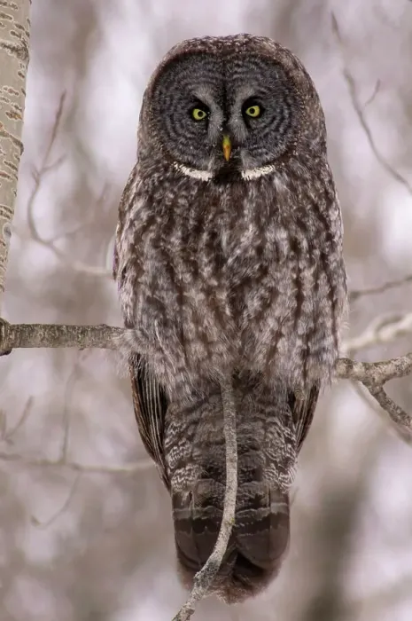 Framed Print : Great Grey Owl or Lapland Owl (Strix nebulosa) Winter migrant from boreal forest, Greater Sudbury, Ontario, Canada Framed Print : Great Grey Owl or Lapland Owl (Strix nebulosa) Winter migrant from boreal forest, Greater Sudbury, Ontario, Canada