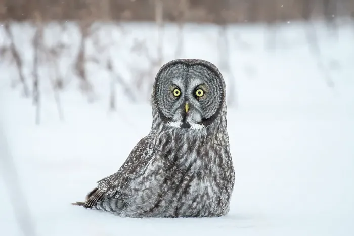 Framed Print : A great grey owl sits in th esnow during winter in Quebec, Canada Framed Print : A great grey owl sits in th esnow during winter in Quebec, Canada