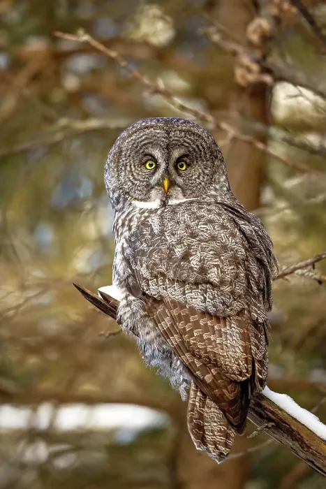 Framed Print : A Great Grey Owl sits in a tree during winter in Ontario, Canada Framed Print : A Great Grey Owl sits in a tree during winter in Ontario, Canada
