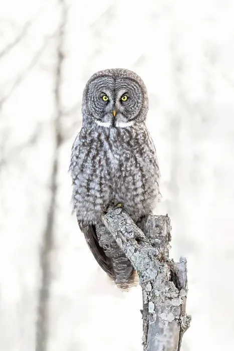 Framed Print : A great grey owl sitting in a tree in the winter in Quebec, Canada