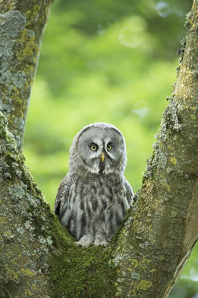 Great Grey Owl (Strix nebulas) (C) UK