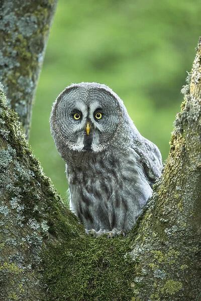 Great Grey Owl (Strix nebulas) (C) UK