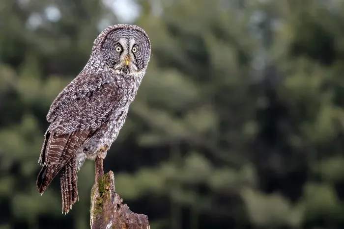 Framed Print : Great Grey Owl, (Strix nebulosa), Ontario, Canada Framed Print : Great Grey Owl, (Strix nebulosa), Ontario, Canada