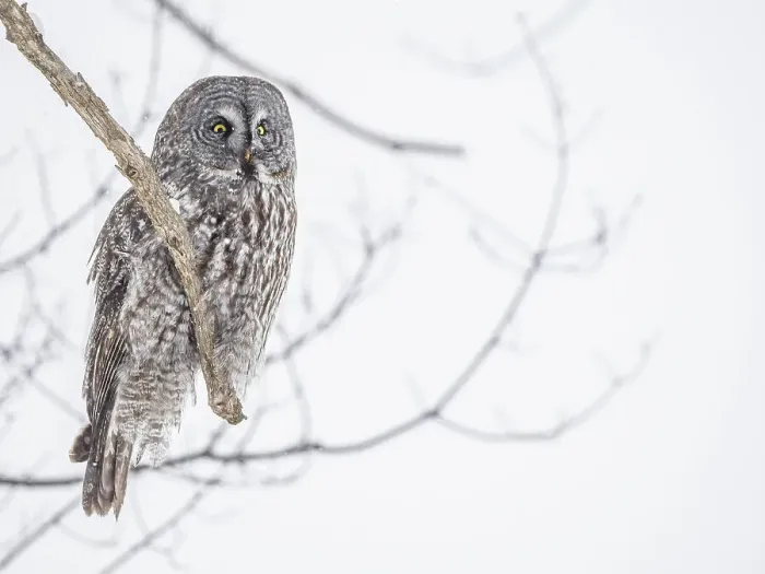 Framed Print : Great Grey Owl, (Strix nebulosa), Ontario, Canada Framed Print : Great Grey Owl, (Strix nebulosa), Ontario, Canada