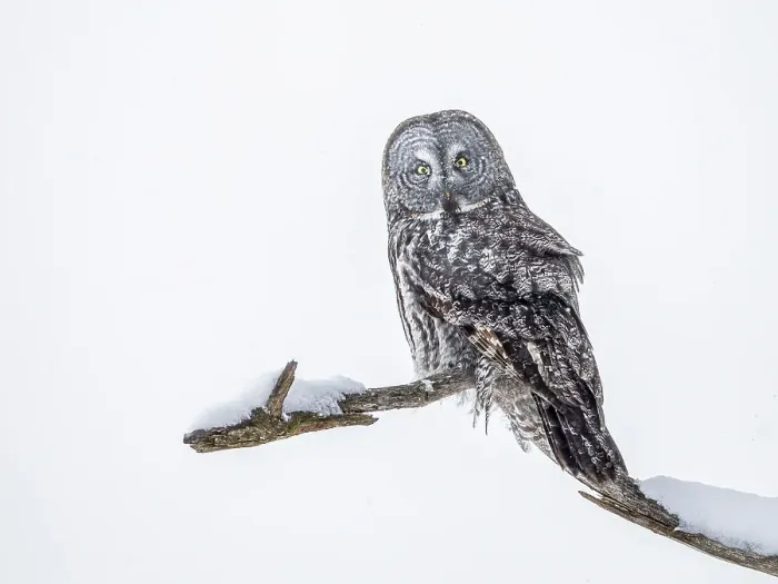 Framed Print : Great Grey Owl, (Strix nebulosa), Ontario, Canada Framed Print : Great Grey Owl, (Strix nebulosa), Ontario, Canada