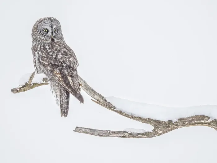 Framed Print : Great Grey Owl, (Strix nebulosa), Ontario, Canada Framed Print : Great Grey Owl, (Strix nebulosa), Ontario, Canada