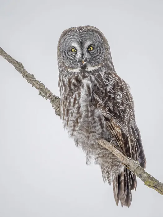 Framed Print : Great Grey Owl, (Strix nebulosa), Ontario, Canada Framed Print : Great Grey Owl, (Strix nebulosa), Ontario, Canada