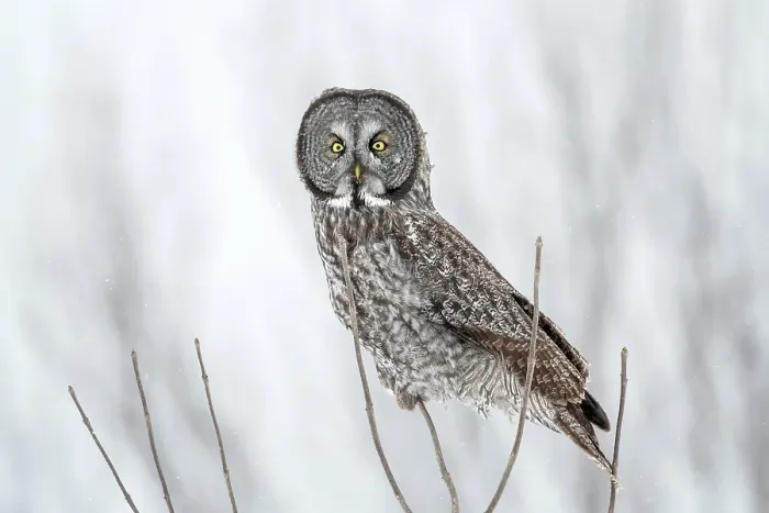 Framed Print : A great grey owl in the winter in Quebec, Canada Framed Print : A great grey owl in the winter in Quebec, Canada