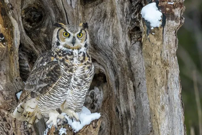 Framed Print : Great Horned Owl (Bubo virginianus) - captive bred, Ontario, Canada Framed Print : Great Horned Owl (Bubo virginianus) - captive bred, Ontario, Canada