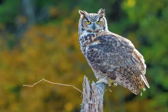 Framed Print : Great Horned Owl (Bubo virginianus) - captive bred, Ontario, Canada Framed Print : Great Horned Owl (Bubo virginianus) - captive bred, Ontario, Canada