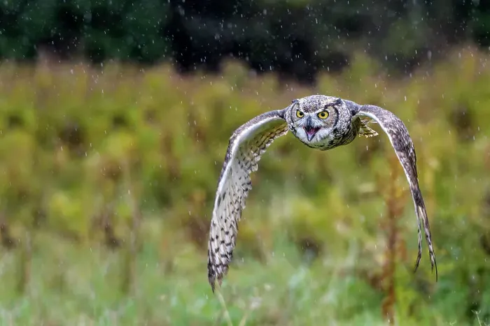Framed Print : Great Horned Owl (Bubo virginianus) in flight - captive bred, Ontario, Canada Framed Print : Great Horned Owl (Bubo virginianus) in flight - captive bred, Ontario, Canada