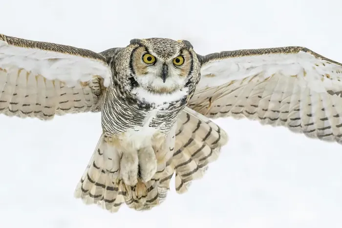 Framed Print : Great Horned Owl (Bubo virginianus) in flight - captive bred, Ontario, Canada Framed Print : Great Horned Owl (Bubo virginianus) in flight - captive bred, Ontario, Canada