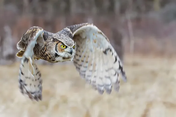 Framed Print : Great Horned Owl (Bubo virginianus) in flight - captive bred, Ontario, Canada Framed Print : Great Horned Owl (Bubo virginianus) in flight - captive bred, Ontario, Canada