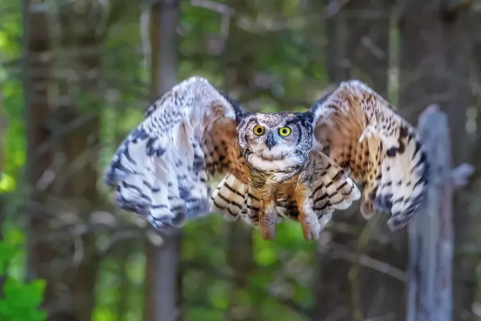 Framed Print : Great Horned Owl (Bubo virginianus) in flight - captive bred, Ontario, Canada