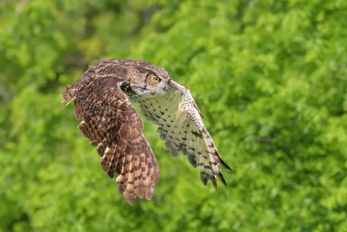 Framed Print : Great Horned Owl (Bubo virginianus) in flight - captive bred, Ontario, Canada