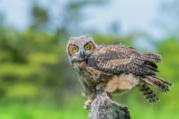 Framed Print : Great Horned Owl (Bubo virginianus) juvenile - captive bred, Ontario, Canada Framed Print : Great Horned Owl (Bubo virginianus) juvenile - captive bred, Ontario, Canada
