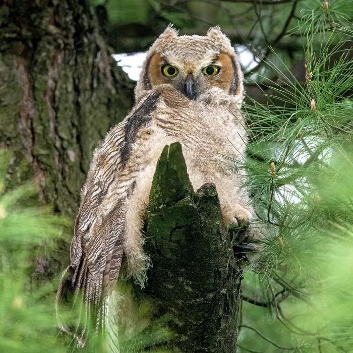 Framed Print : A great horned owl chick perched in a tree in Ontario Canada Framed Print : A great horned owl chick perched in a tree in Ontario Canada