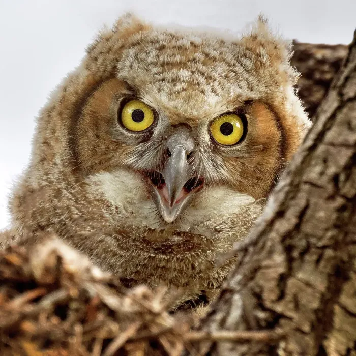 Framed Print : A great horned owlet in its nest in Ontario, Canada Framed Print : A great horned owlet in its nest in Ontario, Canada