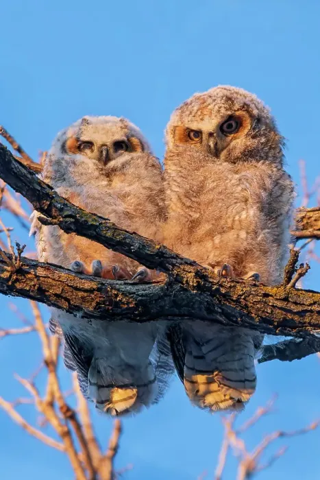 Framed Print : Great horned owllets (Bubo virginianus) perched in deciduous tree at sunset. Bunn's Creek Park. Winnipeg, Manitoba, Canada Framed Print : Great horned owllets (Bubo virginianus) perched in deciduous tree at sunset. Bunn's Creek Park. Winnipeg, Manitoba, Canada